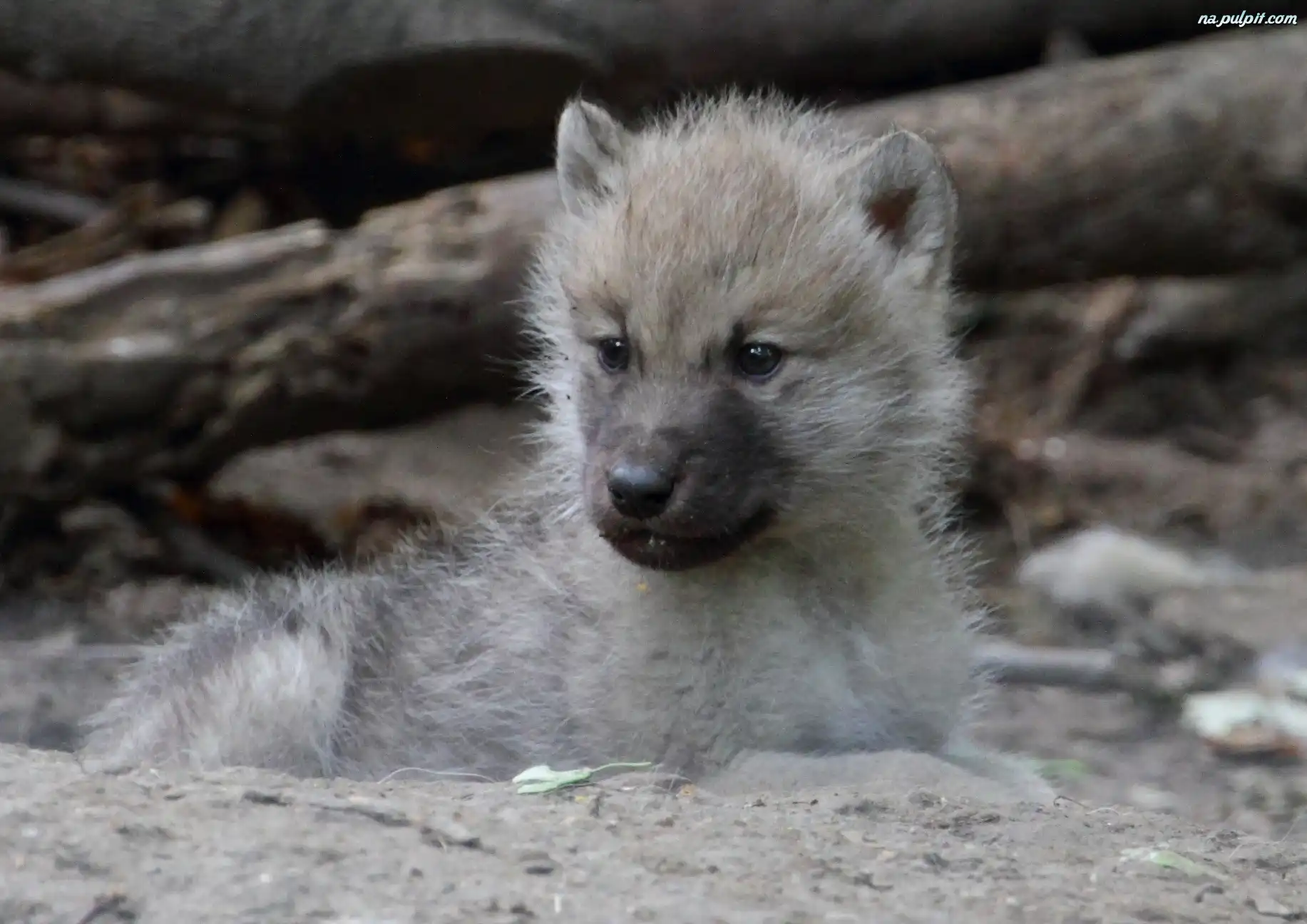 Ziemia, Wilczek, Młody, Arktyczny Na Pulpit